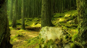 Woroniecki-Forest-Smaller
